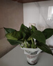 绿萝盆栽室内客厅绿植花卉 家用净化空气绿箩植物吸除甲醛吊兰 高20CM【原盆+自吸水】10盆+5肥 实拍图