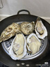 鲜海道【品质】鲜海道生态生蚝  乳山牡蛎 活鲜海蛎子生鲜贝类 品质升级5XL净重4斤（6-9只） 实拍图