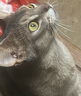 【特价秒杀】宠物搓澡浴花 沐浴起泡网 球起泡浴球婴儿级亲肤浴球 20克大号浴花【1个装】 实拍图