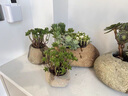 石头花盆原生态天然鹅卵石花瓶多肉铜钱草原石菖蒲盆鱼缸水培造景 有排水孔 外径8-12厘米 款式随机 实拍图