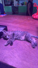 星益生趣（STELLA&CHEWY'S）美国原装进口SC无谷RC冻干涂层全猫粮鸡肉 10lb/4.54kg 效期25.10 实拍图