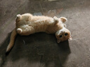 妙宠爱 猫咪驱虫药 体内外同驱虫滴剂 1.25-2.5kg 3支装  效期至26年1月 实拍图