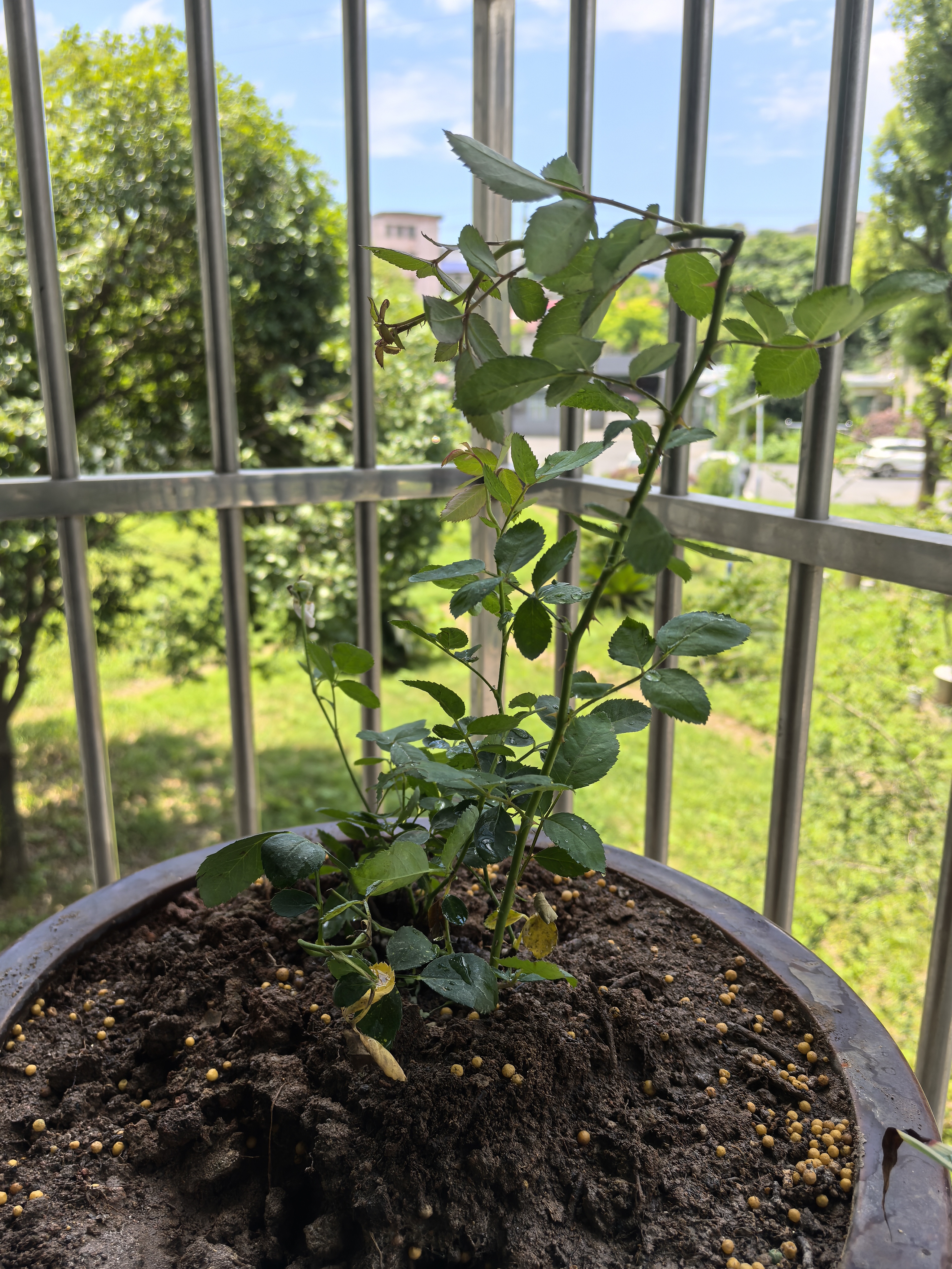 行湘爬藤月季花卉绿植盆栽花园地栽 蓝色阴雨20cm左右2棵 源头直发 实拍图