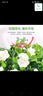 开时果 栀子花盆栽浓香型四季开花卉 阳台花卉好养绿植物源头直发包邮 加仑盆【90杯#栀子花】 实拍图
