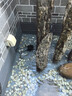 博宇（BOYU）鱼缸潜水泵水族箱换水抽水泵鱼池循环过滤泵喷泉假山高扬程大流量 FP-1500【 25W 1500L/H 】 实拍图