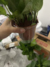 双盟绿萝盆栽除甲醛花卉绿植办公室新房净化空气 120款10盆源头直发 实拍图