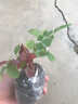 瑞典女王月季夏季耐晒灌木月季带花苞四季开花玫瑰大苗阳台庭院 蓝色风暴+红苹果两颗原盆原土发货小苗 实拍图