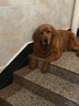 麦富迪狗粮藻趣儿15kg 成犬中大型小型犬通用牛肉螺旋藻 金毛泰迪柯基 实拍图