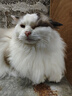皇家成猫 室内长毛猫 ILH35 通用粮 1-7岁 4.5KG 实拍图