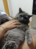 领先三文鱼主食猫条14g*15条成幼猫罐头全价猫粮湿粮零食营养补水 实拍图