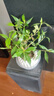 八芽小叶栀子花盆栽开花植物室内桌面茶几好养花卉绿植办公室净化空气 小叶栀子花-陶瓷竖纹盆 带盆栽好 实拍图