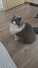 HOUYA3只羽毛逗猫球弹力球解闷互动发泄耐咬磨牙球逗猫棒玩具 实拍图