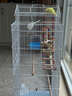 威毕家用鸟笼鹦鹉笼子超大中号别墅特大型防溅粮繁殖玄凤虎皮牡丹专用 白笼【实用10件套】 实拍图