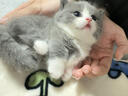 涴喵 苏氏纯种英短幼猫短毛猫大脸猫宠物猫咪活体辅助喂养 宠物级 【蓝白】 实拍图
