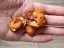 福茗源 茶叶花果茶 金桔干茶 精选金桔干花果茶叶金橘干金桔茶袋装250g 实拍图