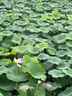 美的（Midea）【手持热卖TOP】挂烫机家用熨烫机/便携大蒸汽电熨斗/小型迷你出差熨衣服神器/国家补贴10T1 实拍图