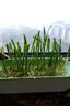 疯狂的主人猫草+6袋小麦种子盆栽无土水培薄荷化去毛球助排毛猫咪零食成幼猫 实拍图