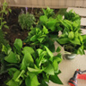 双盟绿萝盆栽除甲醛花卉绿植办公室新房净化空气 120款10盆源头直发 实拍图
