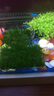云峰海瑞 鱼缸水草前景莫丝莫斯水草水族箱造景套餐水草活体草缸造景装饰 小三角8*8网片定植 实拍图