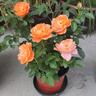 海蒂的花园旗舰店月季花卉盆栽小苗灌木蔷薇阳台观赏南北方四季可种原盆原土 果汁阳台15cm盆 含盆 实拍图