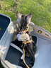家有一宠猫咪牵引绳防挣脱外出专用工字型小奶猫背心式遛猫绳可调节猫链子 实拍图