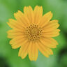 腾龙（Tamron）F072S 90mm F2.8 Di III MACRO VXD定焦微距镜头 人像昆虫花草口腔 全画幅微单镜头(索尼全幅E口) 实拍图