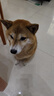 麦德氏IN-BASIC狗狗活力套装 犬维生素片约150片+犬鳌合微量元素片约150片 实拍图