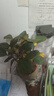 开时果 小盼菩提盆栽（带果发货）中式禅意绿植物桌面盆景源头直发包邮 莲花盆+紫砂托盘（3-5颗大果） 小盼菩提（带果发货-含盆植） 实拍图