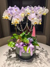 Only you【两小时达】蝴蝶兰带花苞花剑花盆真花兰花盆栽开业父亲节礼物 10株紫色（瓷盆随机） 实拍图