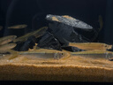 萌嘟星宠 鱼缸底砂水族箱底沙子细沙黄花色龟缸多肉装饰0.5-1mm 太行黄沙 实拍图