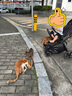 普安特宠物除臭剂猫咪狗狗尿液分解剂除味去味喷雾消毒杀菌猫砂清洁除味 实拍图