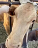 石佳康牧兽用牛羊驱虫药孕畜可用双清全驱净除体内外多种寄生虫专用全虫清 1袋牛羊全虫清 实拍图
