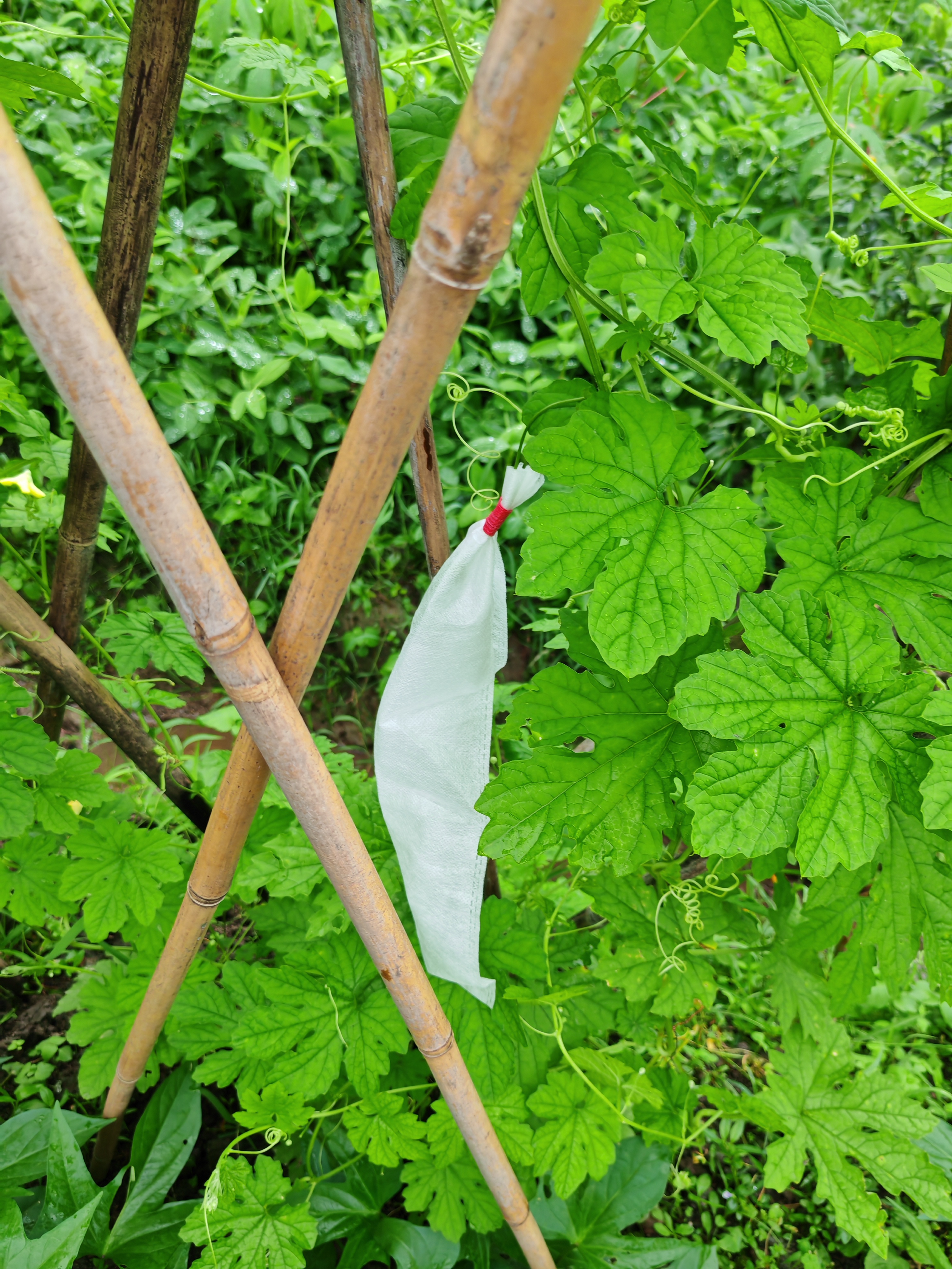 苦瓜套袋 丝瓜防虫套袋苦瓜防虫袋无纺布防蜂防果蝇防虫套袋 扎丝款 15*36cm(100个装)苦瓜套袋 实拍图