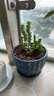 花盆陶瓷绿植盆栽带托盘室内客厅透气简约吊兰绿萝多肉家用绿植盆 蓝色经典三件套 【以实物为准】 实拍图