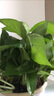 绿萝盆栽室内客厅绿植花卉 家用净化空气绿箩植物吸除甲醛吊兰 高26CM【原盆+托盘】1盆+肥 实拍图