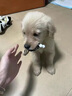 力狼（LILANG）狗粮幼犬粮 博美泰迪柯基金毛边牧全犬种中小型犬通用型狗粮 【超值囤货】幼犬专研粮10kg20斤 实拍图