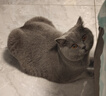 licheers猫包外出大号宠物背包便携太空舱猫笼狗袋双肩透气大容量猫咪书包 实拍图