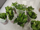 双盟绿萝盆栽除甲醛花卉绿植办公室新房净化空气 120款10盆源头直发 实拍图