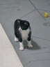普安特宠物猫咪洗耳液耳螨狗狗滴耳液猫耳朵清洁耳垢臭痒漂护理液尔加分 实拍图