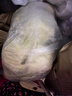 索菲亚冰淇淋 茉莉玫珑瓜口味绿茶风味冰糕冰激凌 雪糕冷饮 450g*1碗 实拍图