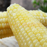 天勤粒粒净有机小香糯玉米3.5斤（8穗）鲜食糯玉米棒玉米真空包装早餐代餐 实拍图
