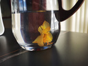 福东海 金莲花50克 新货金莲花茶 泡水泡茶干花 花草茶 养生茶 实拍图
