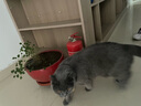 Orijen渴望猫粮 成猫幼猫干粮 六种鱼肉无谷全价通用进口5.4kg效期26/5 实拍图