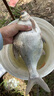 天元邓刚浮钓鲢鳙450g大头鱼饵料鲢鳙鱼饵钓鱼饵料 天元邓刚浮钓鲢鳙450g  1包 实拍图