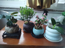 开时果 金枝玉叶盆栽多肉植物盆景 办公室内桌面花卉小绿植源头直发包邮 【热销款】哥窑浅蓝盆+苔藓+底托 实拍图