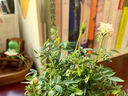 姬月季日本姬乙女姬超微蔷微迷你盆景庭院室内阳台面盆栽花卉 约15-20黄金雅 带盆栽好 实拍图