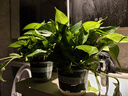 双盟绿萝盆栽除甲醛花卉绿植办公室新房净化空气180加仑4盆装源头直发 实拍图