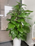 Only you【两小时达】发财树大型盆栽绿植花卉室内客厅办公室开业乔迁送礼 虎尾兰 实拍图