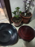 露若景德镇陶瓷花盆大号碗水培碗莲睡莲铜钱草绿萝多肉盆栽庭院金鱼缸 乌金釉花边直径31cm【送底座】 中等 晒单实拍图