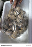 鲜京采【活鲜】大美贝净重5斤 每斤17-22粒 新鲜蛤蜊花甲 源头直发 实拍图
